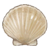 Kammmuschelschale.png